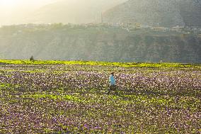 Saffron Harvesting in The Village of Vamenan - Iran