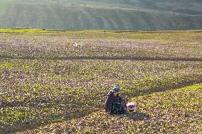 Saffron Harvesting in The Village of Vamenan - Iran