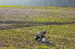 Saffron Harvesting in The Village of Vamenan - Iran