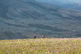 Saffron Harvesting in The Village of Vamenan - Iran
