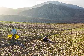 Saffron Harvesting in The Village of Vamenan - Iran