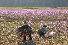 Saffron Harvesting in The Village of Vamenan - Iran