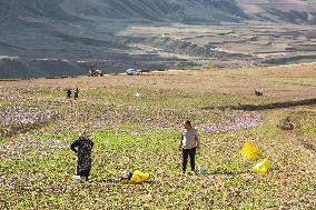 Saffron Harvesting in The Village of Vamenan - Iran