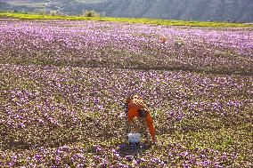 Saffron Harvesting in The Village of Vamenan - Iran