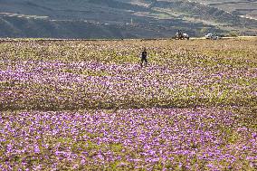 Saffron Harvesting in The Village of Vamenan - Iran