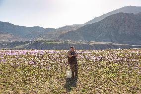 Saffron Harvesting in The Village of Vamenan - Iran