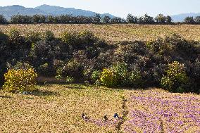 Saffron Harvesting in The Village of Vamenan - Iran