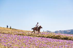 Saffron Harvesting in The Village of Vamenan - Iran
