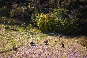 Saffron Harvesting in The Village of Vamenan - Iran