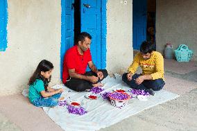 Saffron Harvesting in The Village of Vamenan - Iran