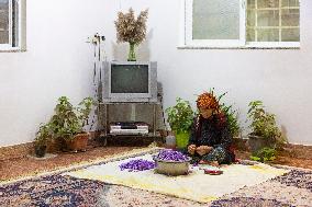 Saffron Harvesting in The Village of Vamenan - Iran