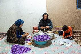Saffron Harvesting in The Village of Vamenan - Iran