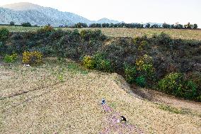 Saffron Harvesting in The Village of Vamenan - Iran