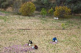 Saffron Harvesting in The Village of Vamenan - Iran