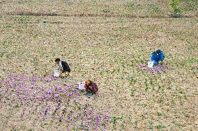 Saffron Harvesting in The Village of Vamenan - Iran