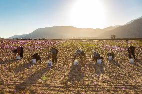 Saffron Harvesting in The Village of Vamenan - Iran