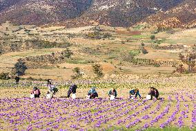 Saffron Harvesting in The Village of Vamenan - Iran