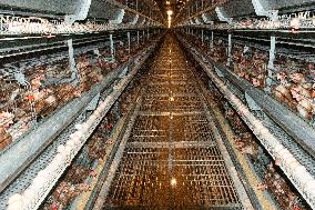 Farms For Egg-laying Hens - China