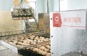 Farms For Egg-laying Hens - China