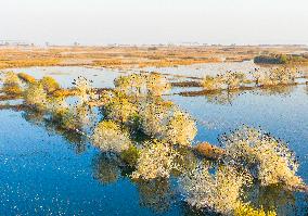 Hongze Lake Wetland