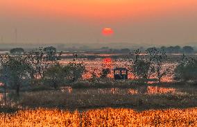 Hongze Lake Wetland