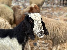 Difficult Humanitarian Conditions Near the Khan Yunis Landfill - Palestine