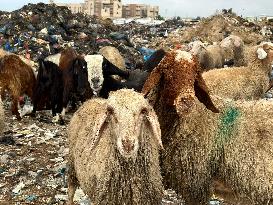 Difficult Humanitarian Conditions Near the Khan Yunis Landfill - Palestine