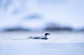LONG-TAILED DUCK
