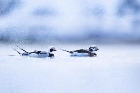 LONG-TAILED DUCK
