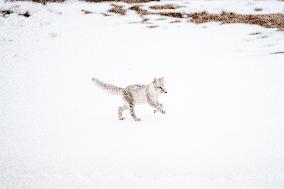 ARCTIC FOX