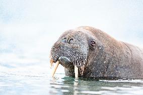 WALRUS