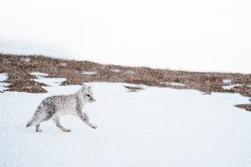 ARCTIC FOX