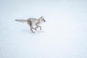 ARCTIC FOX