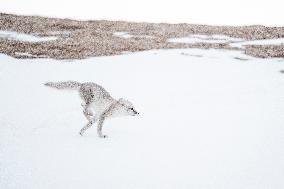 ARCTIC FOX