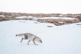 ARCTIC FOX