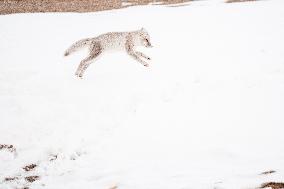 ARCTIC FOX