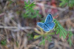 LARGE BLUE