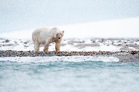 POLAR BEAR