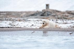 POLAR BEAR