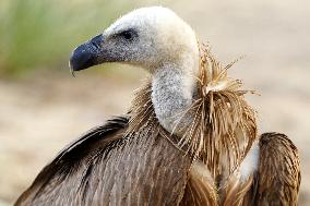 Rare Himalayan Griffon Rescued In Pisangan Village - India