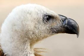 Rare Himalayan Griffon Rescued In Pisangan Village - India