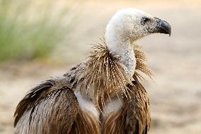 Rare Himalayan Griffon Rescued In Pisangan Village - India