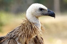 Rare Himalayan Griffon Rescued In Pisangan Village - India
