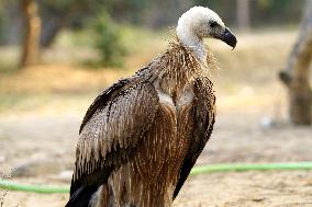 Rare Himalayan Griffon Rescued In Pisangan Village - India