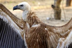 Rare Himalayan Griffon Rescued In Pisangan Village - India