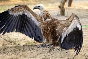 Rare Himalayan Griffon Rescued In Pisangan Village - India