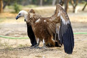 Rare Himalayan Griffon Rescued In Pisangan Village - India