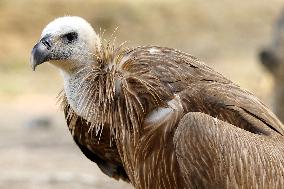 Rare Himalayan Griffon Rescued In Pisangan Village - India