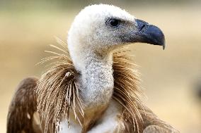 Rare Himalayan Griffon Rescued In Pisangan Village - India