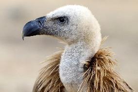 Rare Himalayan Griffon Rescued In Pisangan Village - India